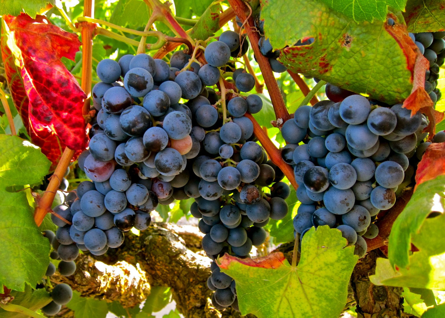 ALICANTE BOUSCHET GRAPES (36 pounds per case)