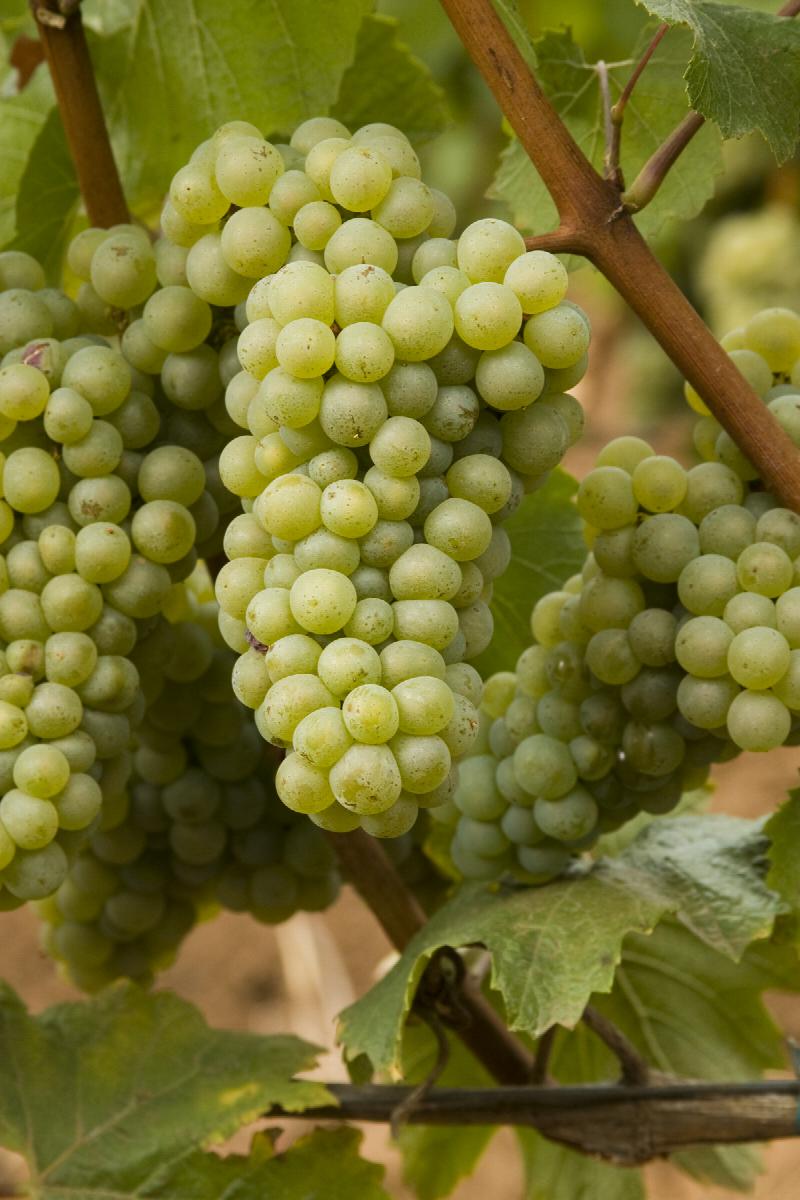 CHARDONNAY GRAPES (36 pounds per case)