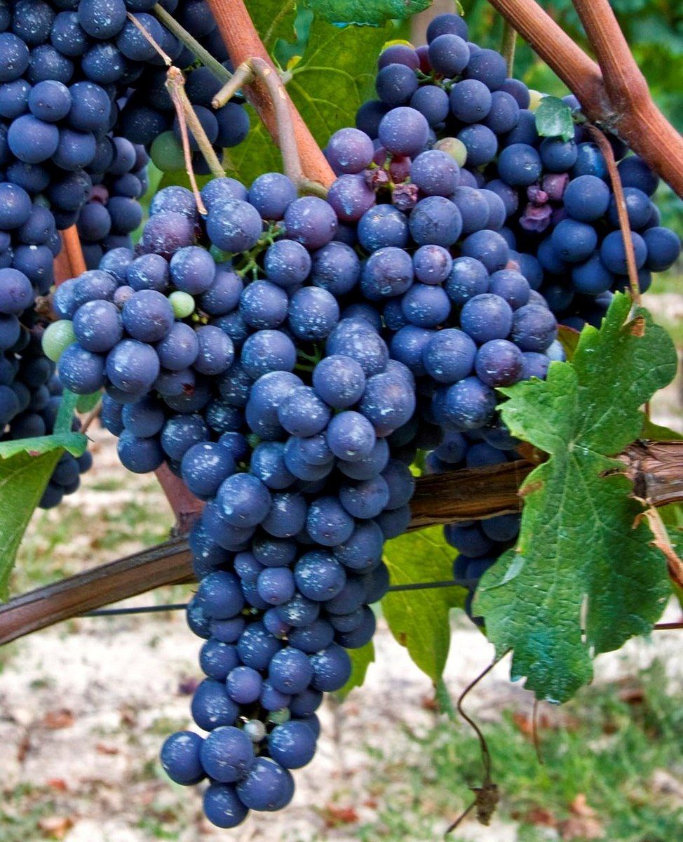 NEBBIOLO GRAPES (36 pounds per case)