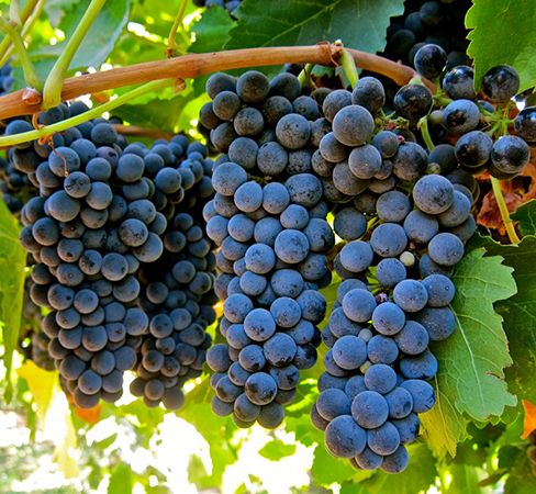 SANGIOVESE GRAPES (36 pounds per case)