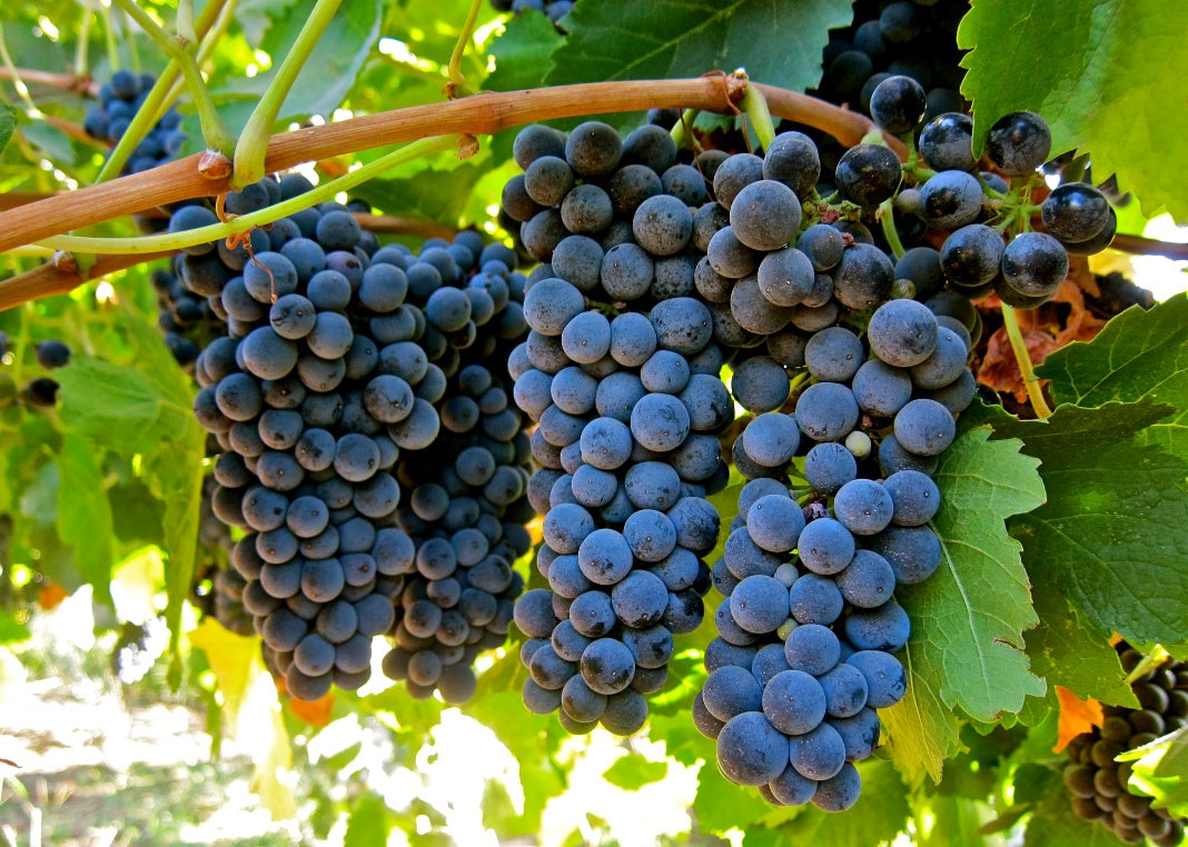 SYRAH GRAPES (36 pounds per case)