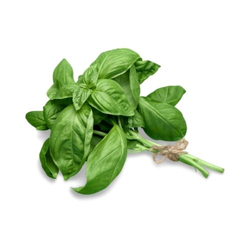 BASIL 1 LB