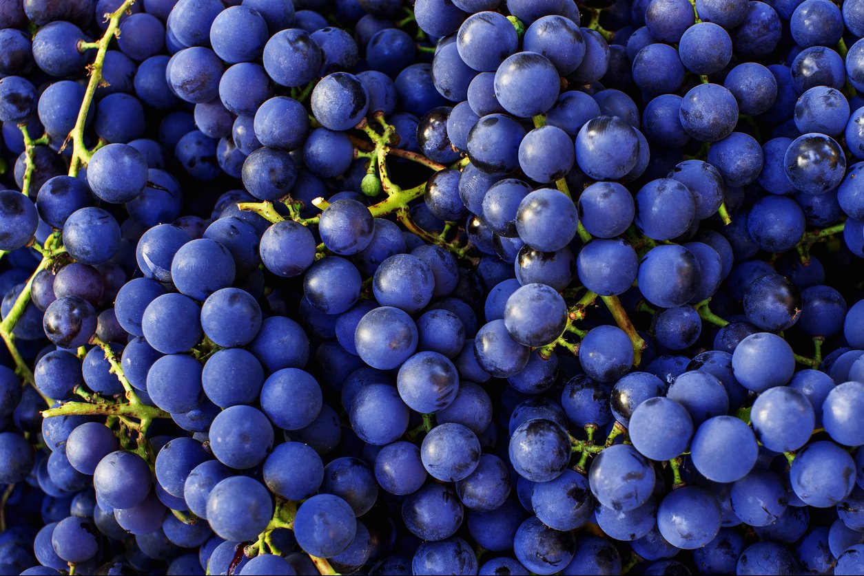 CABERNET SAUVIGNON GRAPES (36 pounds per case)