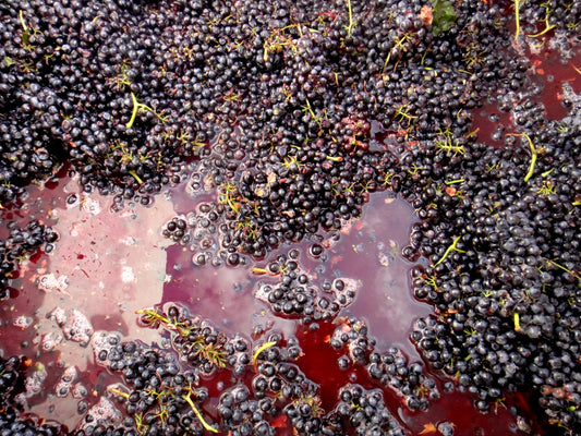 MALVOISE BLACK JUICE - 5.3 Gallons