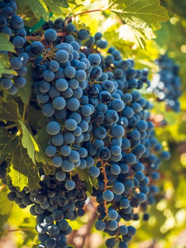 MIX BLACK GRAPES (36 pounds per case)