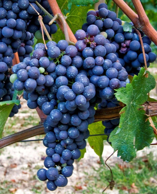 NEBBIOLO GRAPES (36 pounds per case)