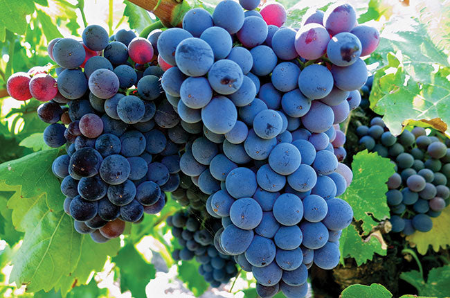 GRENACHE GRAPES (36 pounds per case)
