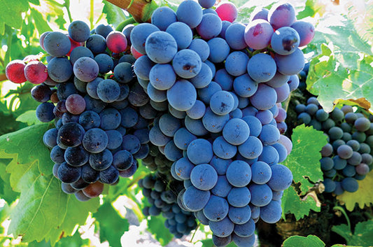 GRENACHE GRAPES (36 pounds per case)