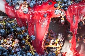 CARIGNANE JUICE - 5.3 Gallons