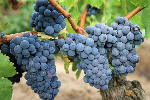 CARIGNANE GRAPES (36 pounds per case)