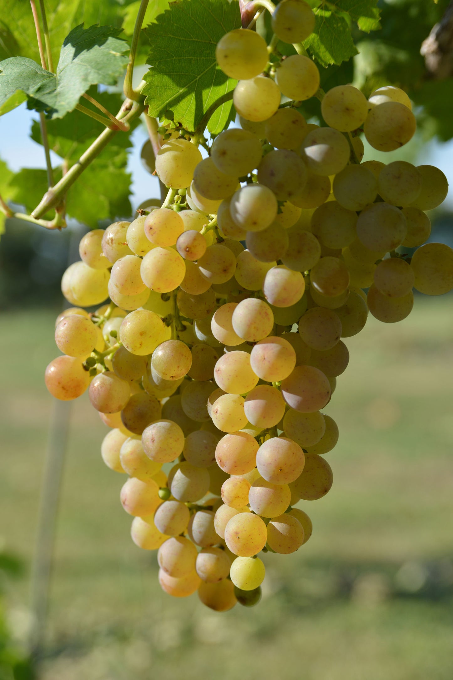 MUSCAT GRAPES - (36 pounds per case)