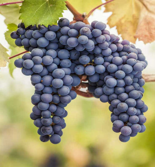 PINOT NOIR GRAPES (36 pounds per case)
