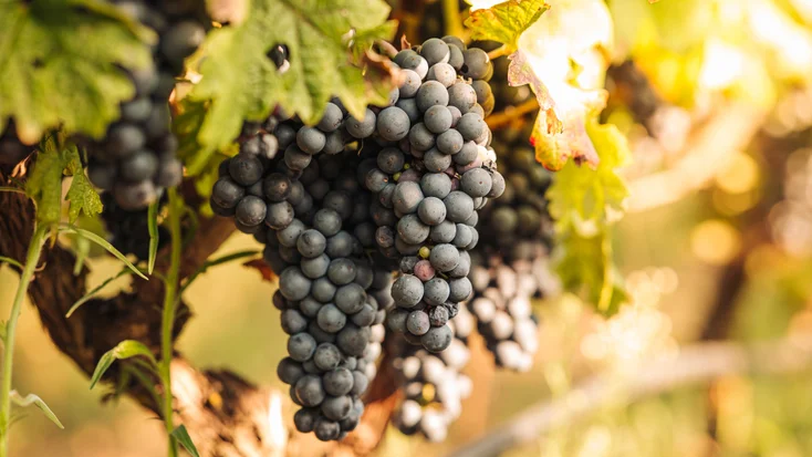 PRIMITIVO GRAPES - 36 LB