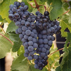 RUBY CABERNET GRAPES (36 pounds per case)
