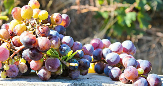 ZINFANDEL GRAPES (36 pounds per case)